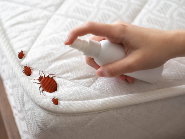 Best Pest Control Near Me  in Carrollton, TX