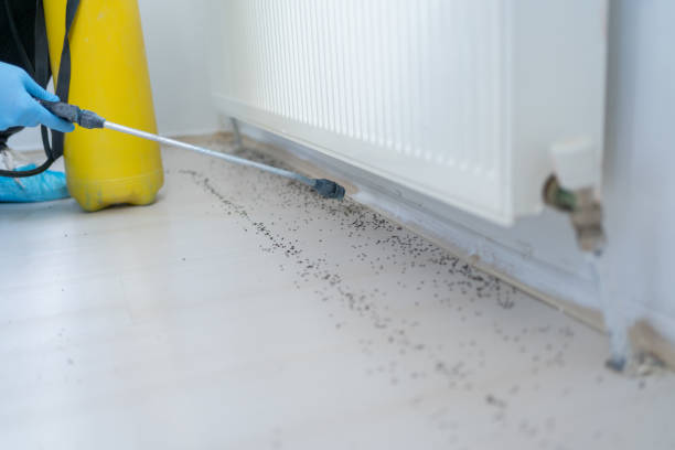 Best Bed Bug Extermination  in Carrollton, TX